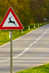 Srážka se zvěří: Jak postupovat a jak se pojistit?