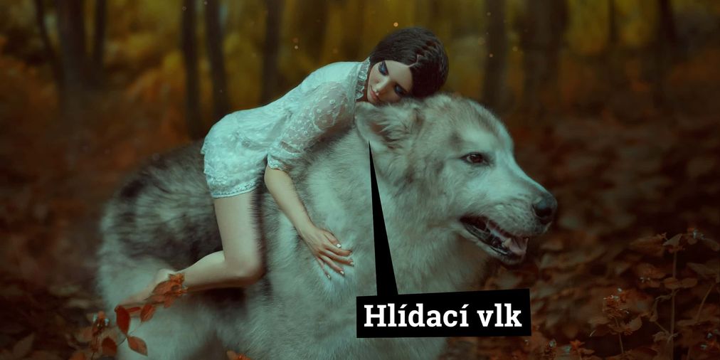 Hlídací vlk, Kalkulátor.cz