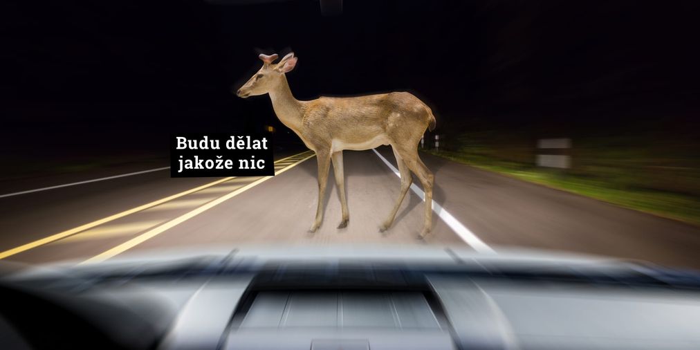 Co když srazíte srnu? Bude mrtvá